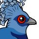 Victoria Crowned Pigeon