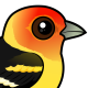 Western Tanager