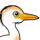 Cattle Egret