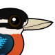 Rufous-bellied Kookaburra
