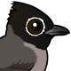 White-spectacled Bulbul