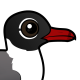 Laughing Gull