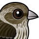 Pine Siskin