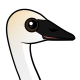 Trumpeter Swan