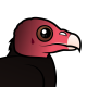 Turkey Vulture