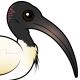 Australian Ibis