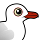 Silver Gull
