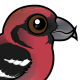White-winged Crossbill