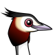 Great Crested Grebe