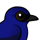 Purple Martin