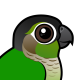 Green-cheeked Parakeet