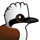 White-crested Laughingthrush