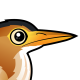 Least Bittern