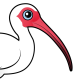 White Ibis