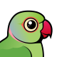 Rose-ringed Parakeet