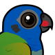 Blue-headed Parrot