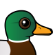 Mallard