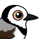 White-fronted Chat