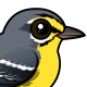 Adelaide's Warbler