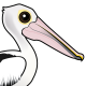 Australian Pelican