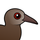 Lord Howe Woodhen