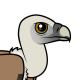 Eurasian Griffon