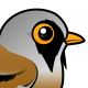 Bearded Reedling