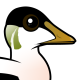 Common Eider