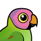 Blossom-headed Parakeet