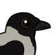 Hooded Crow