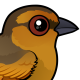 Brown Tanager