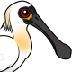 Black-faced Spoonbill