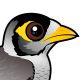 Noisy Miner