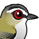 Red-eyed Vireo