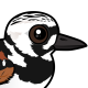 Ruddy Turnstone