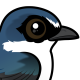 White-rumped Swallow