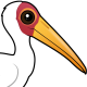 Yellow-billed Stork