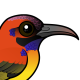 Mrs. Gould's Sunbird