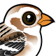 Snow Bunting