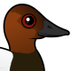 Canvasback
