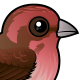 Purple Finch