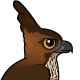 Javan Hawk-Eagle