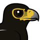 Verreaux’s Eagle