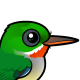 Puerto Rican Tody