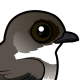 Bank Swallow