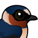 Cliff Swallow