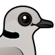 Ring-necked Dove