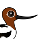 Red-necked Avocet