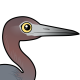 Little Blue Heron