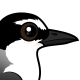 Bridled Tern